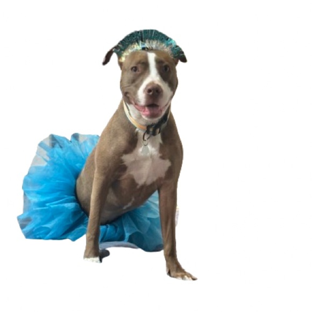 Blue Dog Tutu Costume and Matching Birthday Crown